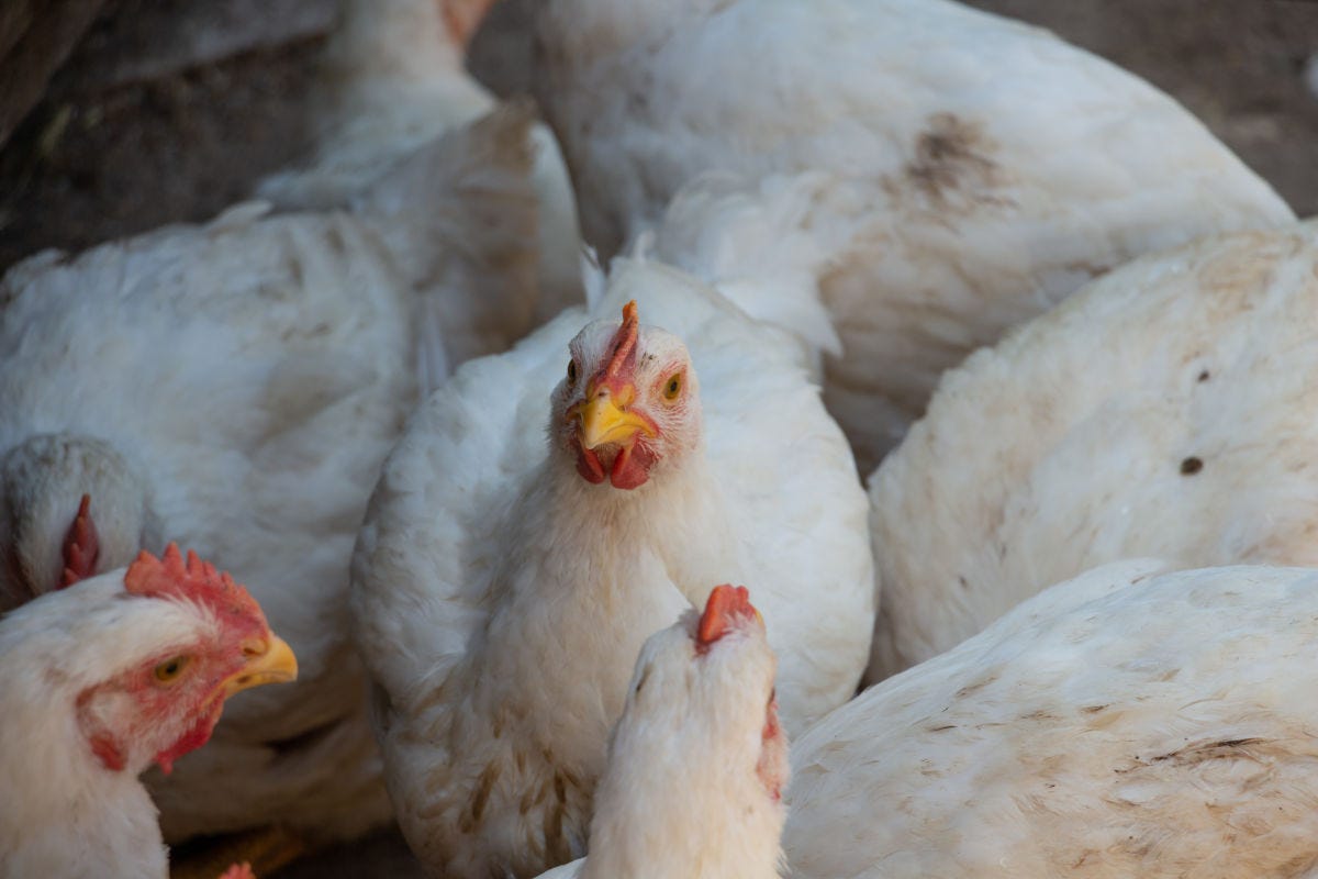 Gli animalisti all'attacco dei fast food: “non rispettano il benessere dei polli”