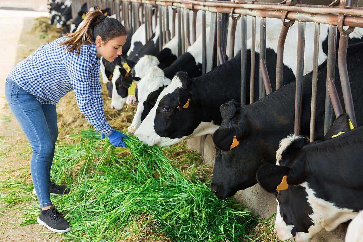 Con le nuove decisioni Ue allevamenti italiani a rischio Cambio sulla Direttiva emissioni: altro colpo per gli allevamenti italiani