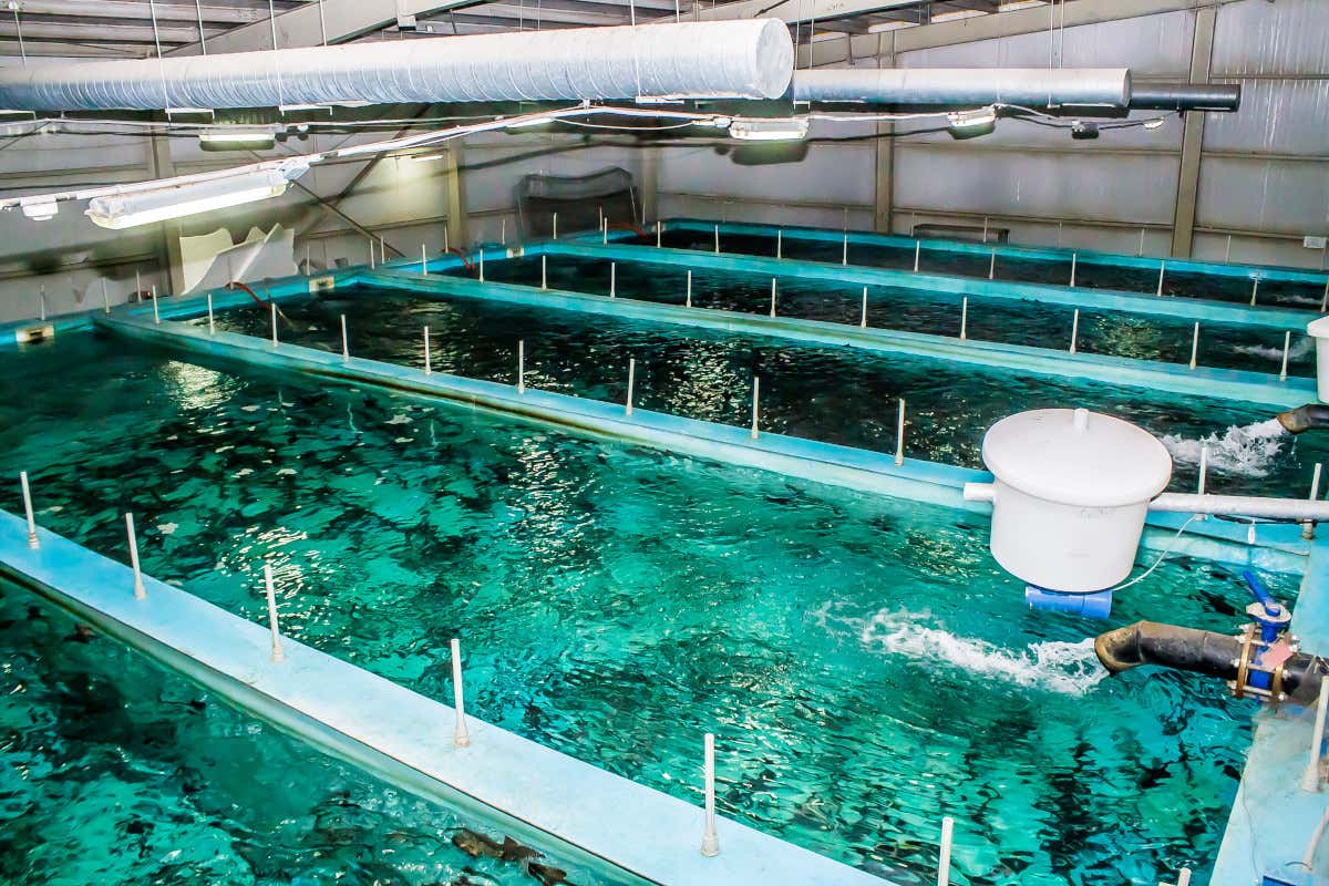 Non solo qualità: il pesce di Metro Italia ora rispetta anche il benessere animale Non solo qualità: il pesce di Metro Italia ora rispetta anche il benessere animale