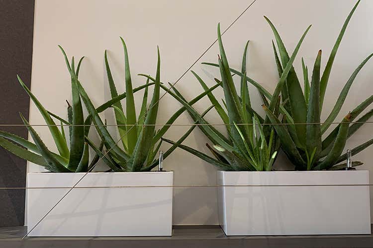 Aloe Vera nel Vurria di Via della Moscova Da Vurria, alla scoperta della pizza all'Aloe Vera