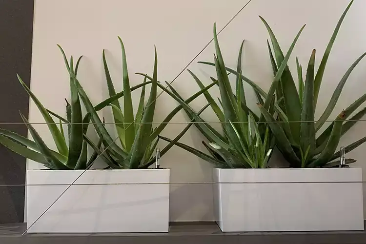 Aloe Vera nel Vurria di Via della Moscova Da Vurria, alla scoperta della pizza all'Aloe Vera