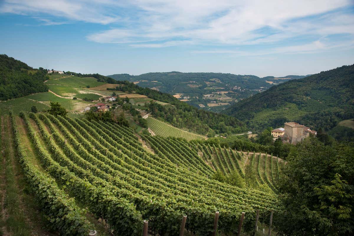 Le colline dell'Alta Langa Prima dell'Alta Langa, tutto l'entusiasmo di una denominazione in crescita