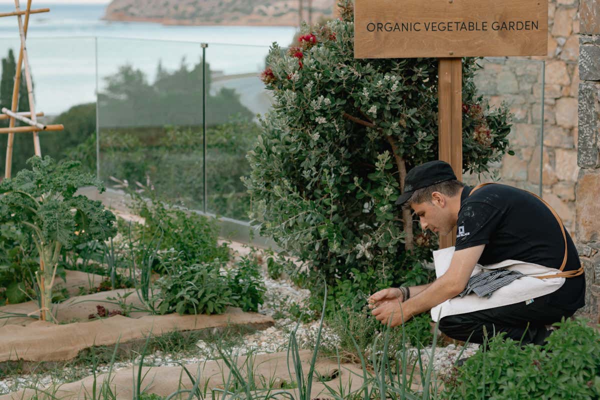 Cucina green e stellata: sei proposte fra Europa e Medio Oriente