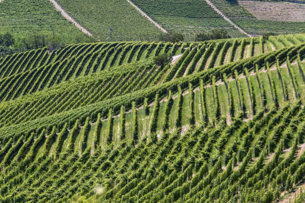 Resistente e popolare: Oltrepò e Alta Langa scoprono il Pinot Meunier