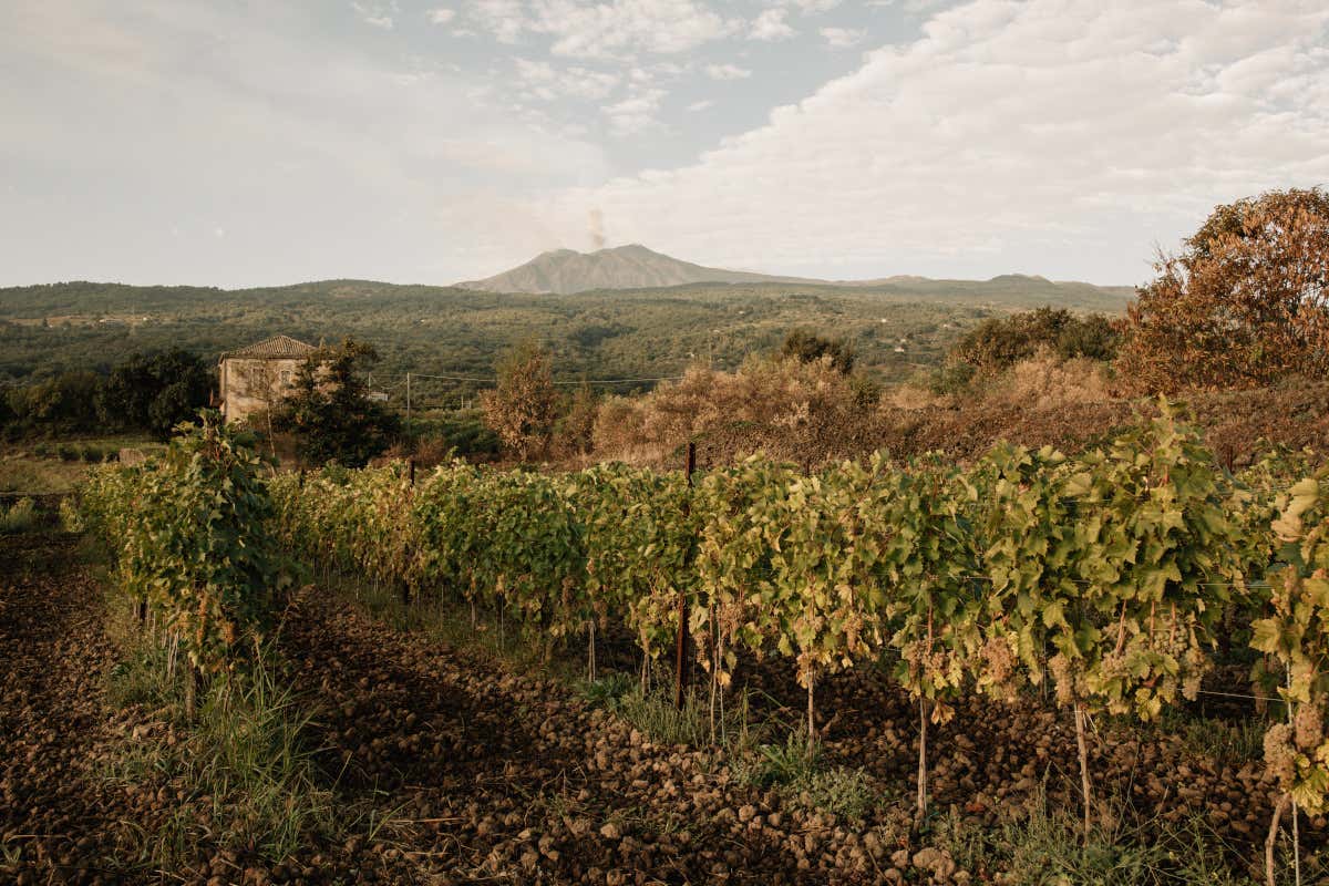 Alta Mora lancia Arrigo: il nuovo Carricante dell’Etna firmato Cusumano