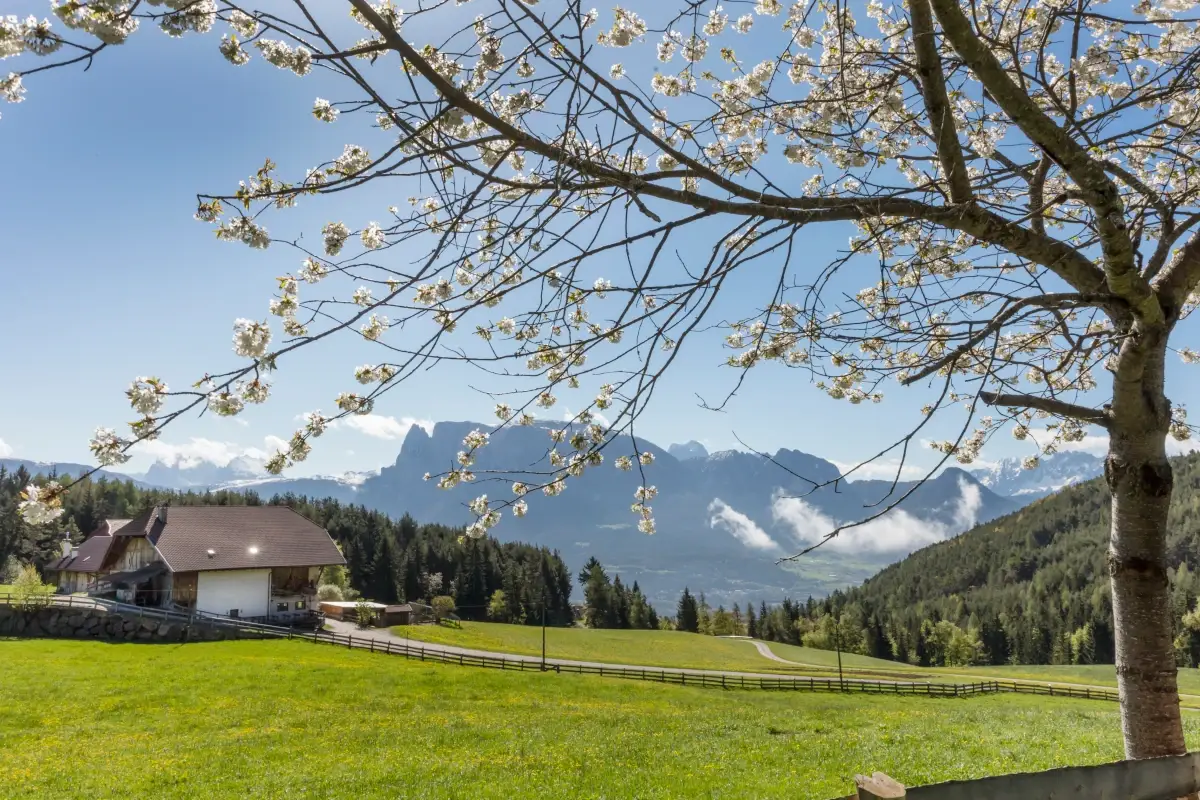 Gallo Rosso, una vacanza tra i masi dell'Alto Adige