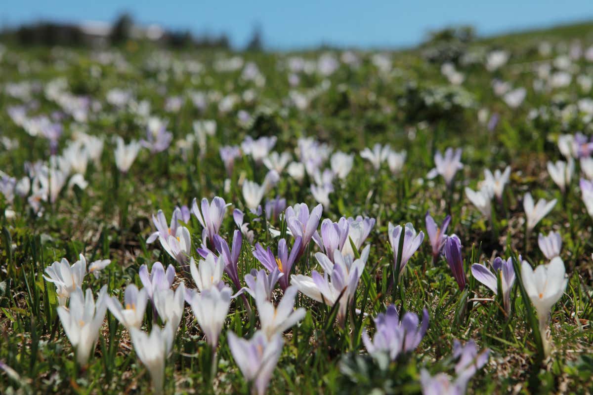 Alto Adige: dieci sentieri panoramici per toccare i monti con un dito Alto Adige: dieci sentieri panoramici per toccare i monti con un dito