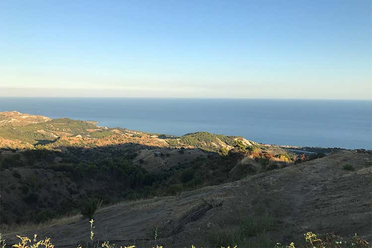 Altomonte punta sull'autoctono Vigneti in collina sul mar Jonio