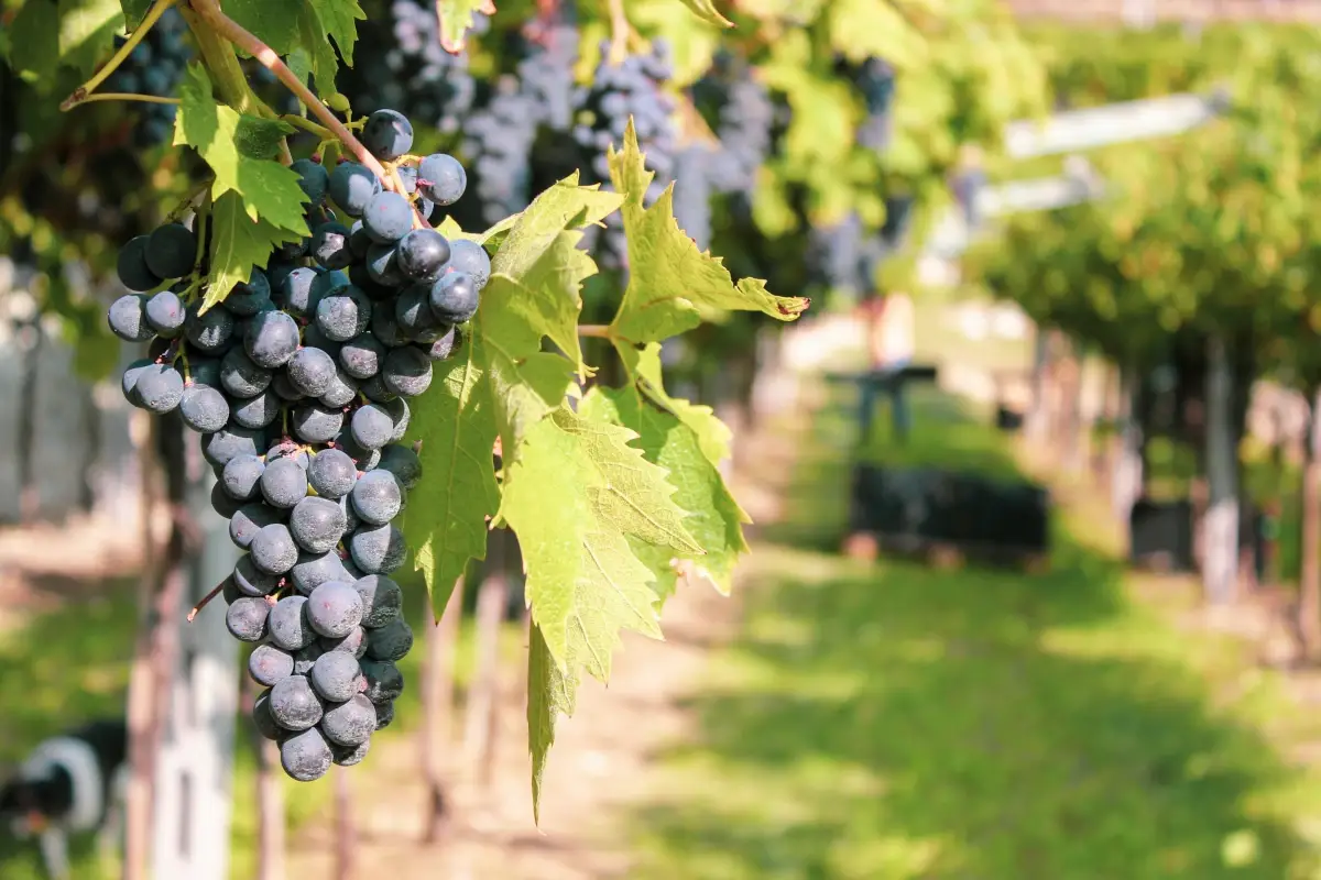Vendemmia dell&rsquo;Amarone: uve ottime ma manca il personale