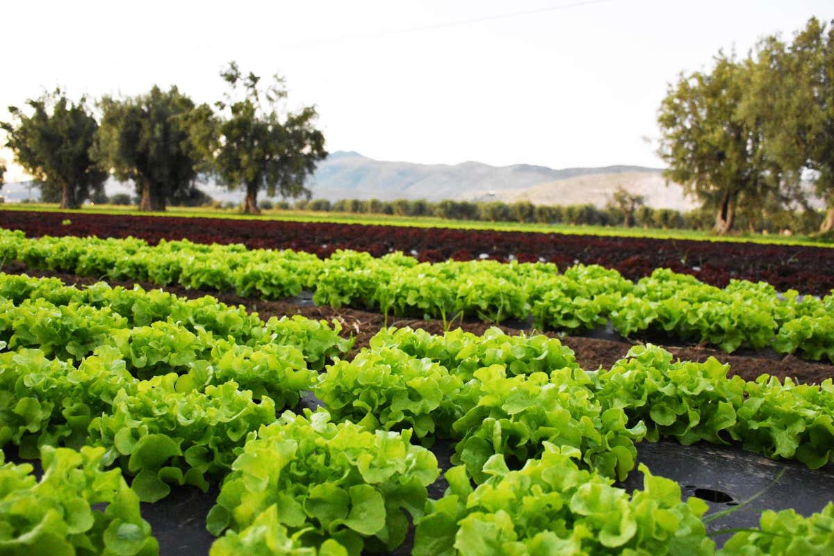 Amico Bio: ortaggi e frutta biodinamica a ciclo chiuso nella "Campania Felix"