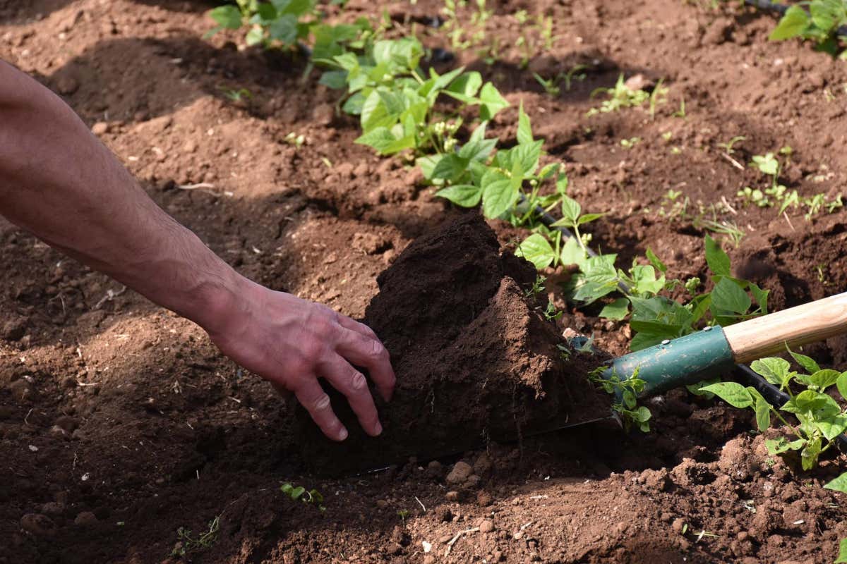 Amico Bio: ortaggi e frutta biodinamica a ciclo chiuso nella Amico Bio: ortaggi e frutta biodinamica a ciclo chiuso nella