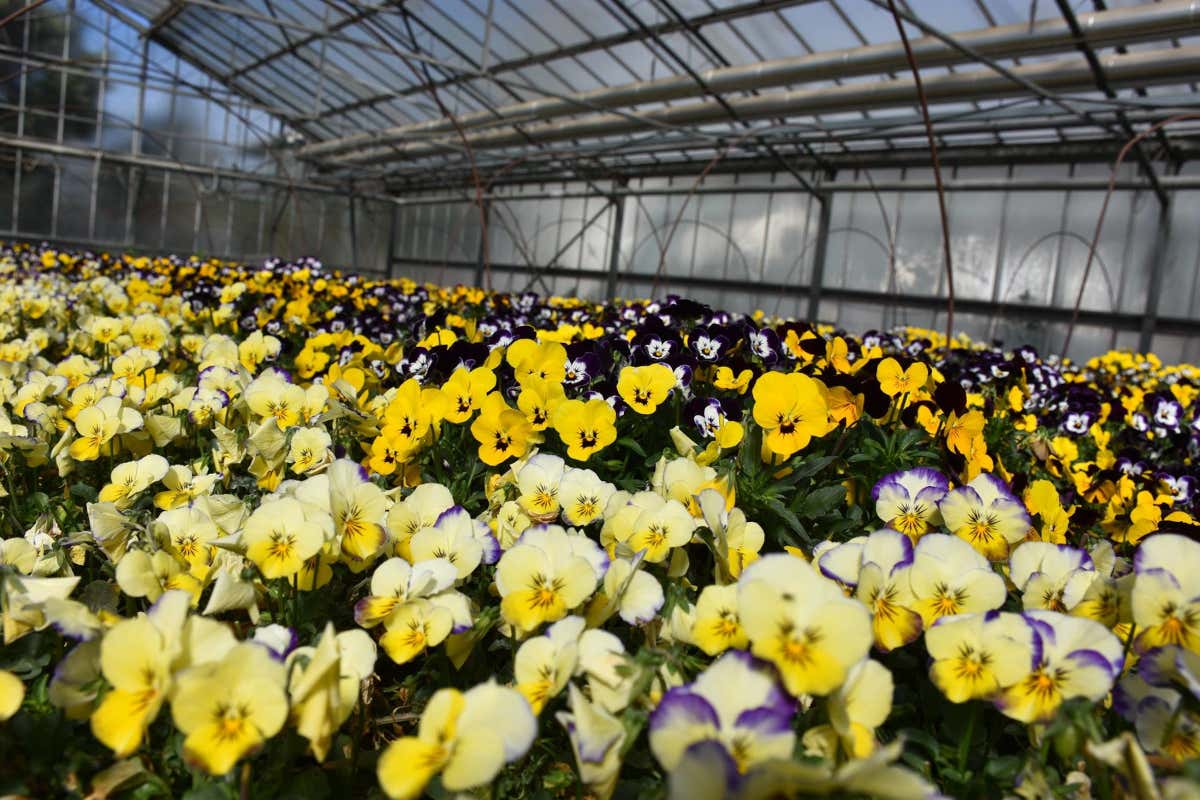 Amico Bio: ortaggi e frutta biodinamica a ciclo chiuso nella Amico Bio: ortaggi e frutta biodinamica a ciclo chiuso nella