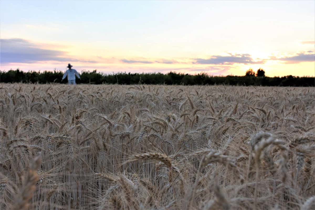Amico Bio: ortaggi e frutta biodinamica a ciclo chiuso nella Amico Bio: ortaggi e frutta biodinamica a ciclo chiuso nella