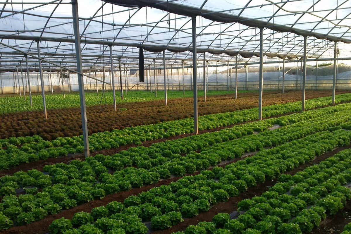 Amico Bio: ortaggi e frutta biodinamica a ciclo chiuso nella Amico Bio: ortaggi e frutta biodinamica a ciclo chiuso nella