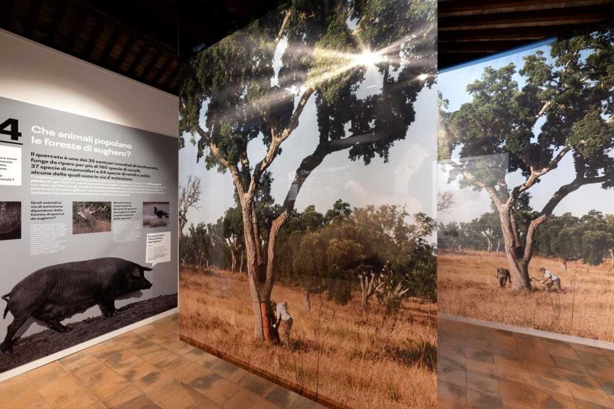 La mostra (Credits: (Credits: Renato Vettorato) Sughero modello di sostenibilità, un museo ne racconta la storia