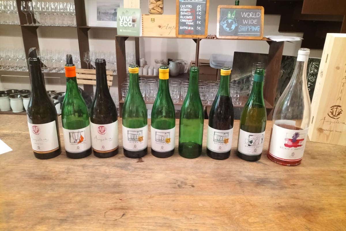 Ampeleia: un'azienda agricola sostenibile immersa nella bellezza della Toscana