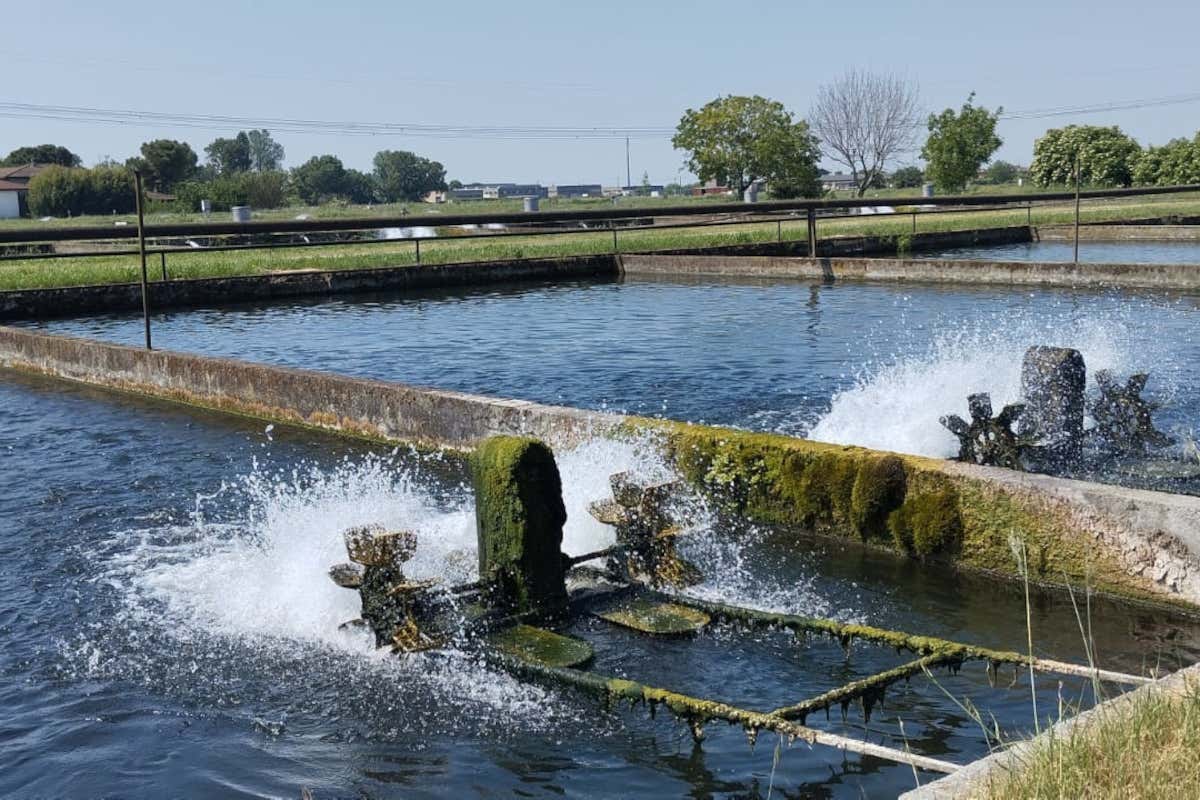 Calvisius e la sfida al caviale cinese: qualità, filiera e nuova distribuzione