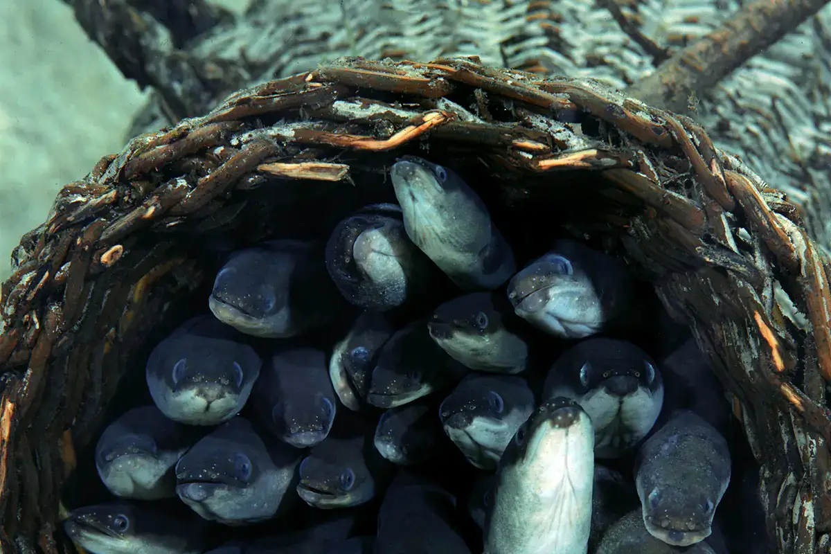 Anguille Anguille, ombrine e salmerini: gli &amp;quote;sconosciuti&amp;quote; dell'acquacoltura ritornano al ristorante