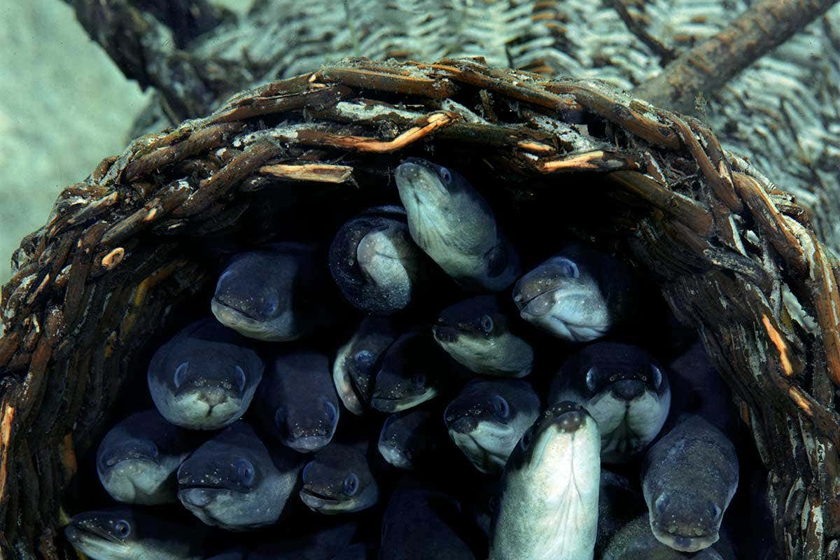 Anguille Anguille, ombrine e salmerini: gli &quote;sconosciuti&quote; dell'acquacoltura ritornano al ristorante