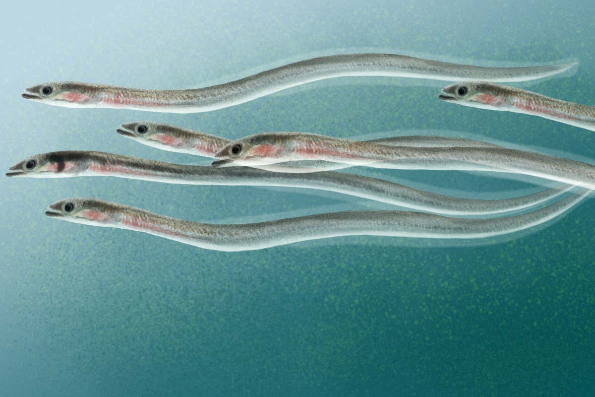 Pesca sostenibile, anche i cuochi di Relais & Châteaux in prima linea