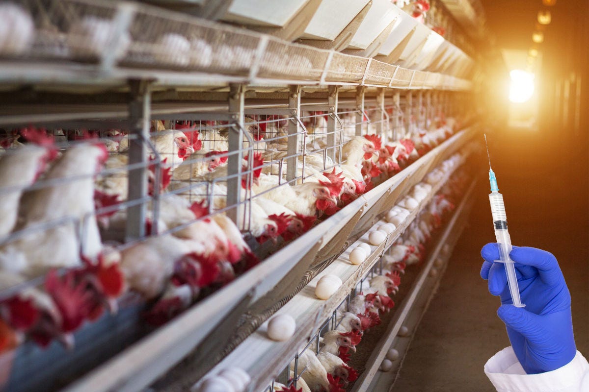 Animali trattati con antibiotici promotori della crescita Ue stop all'import di prodotti alimentari da animali trattati con antibiotici per la crescita