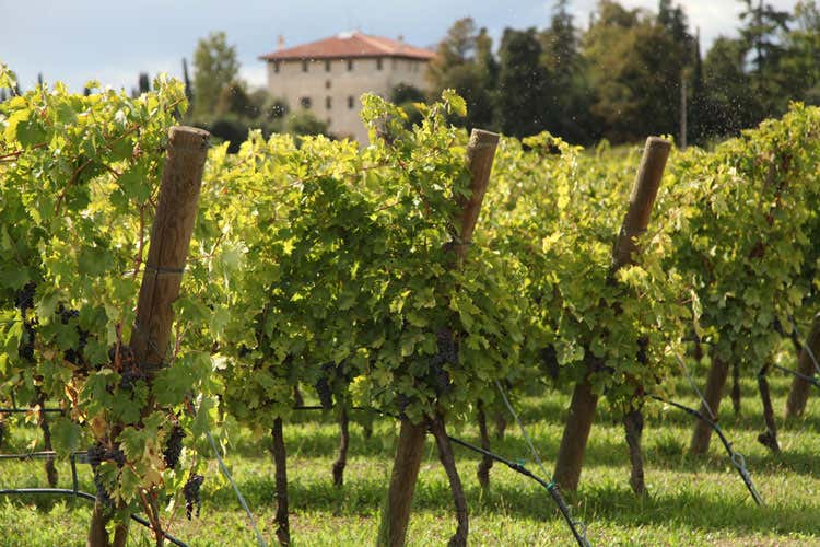 Vitigni di Amarone (Valpolicella, Amarone in anteprima C’è attesa per l’annata 2016) Vitigni di Amarone (Valpolicella, Amarone in anteprima C’è attesa per l’annata 2016)