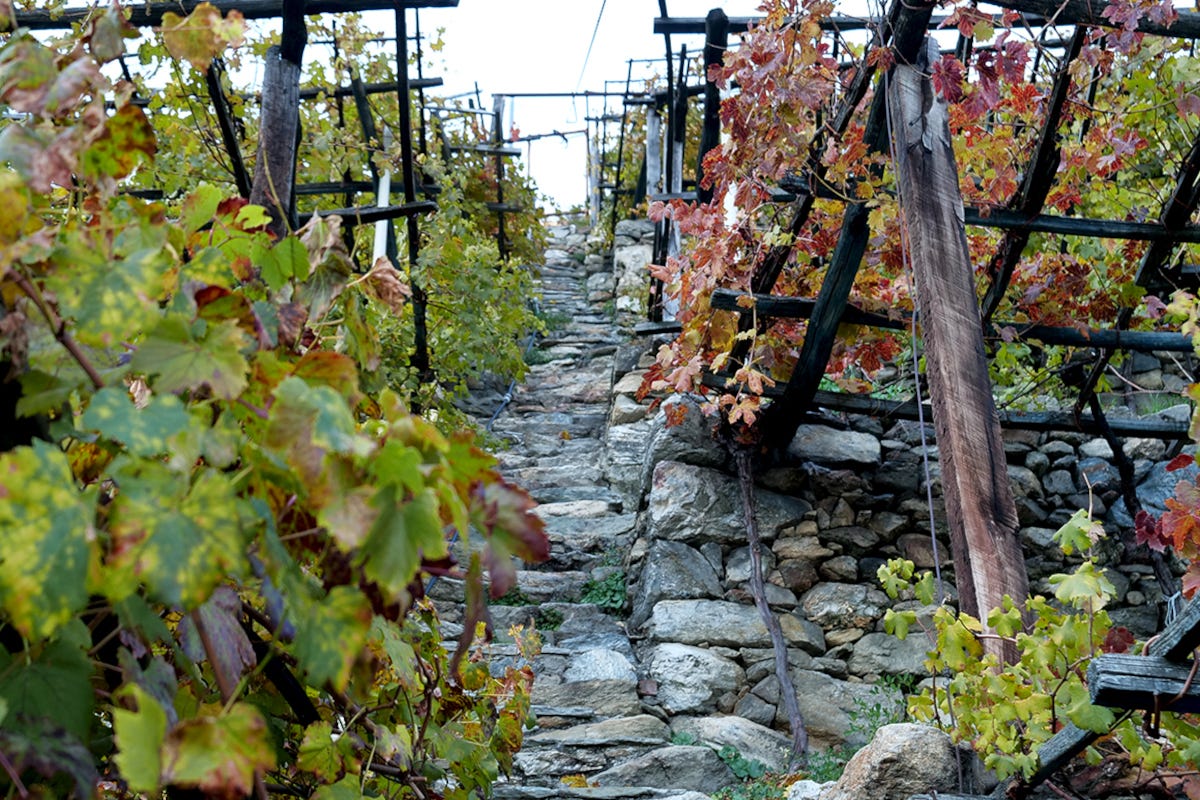 Scalini di pietra tra i vigneti Quelle viti abbracciate dai castelli in Valle d’Aosta