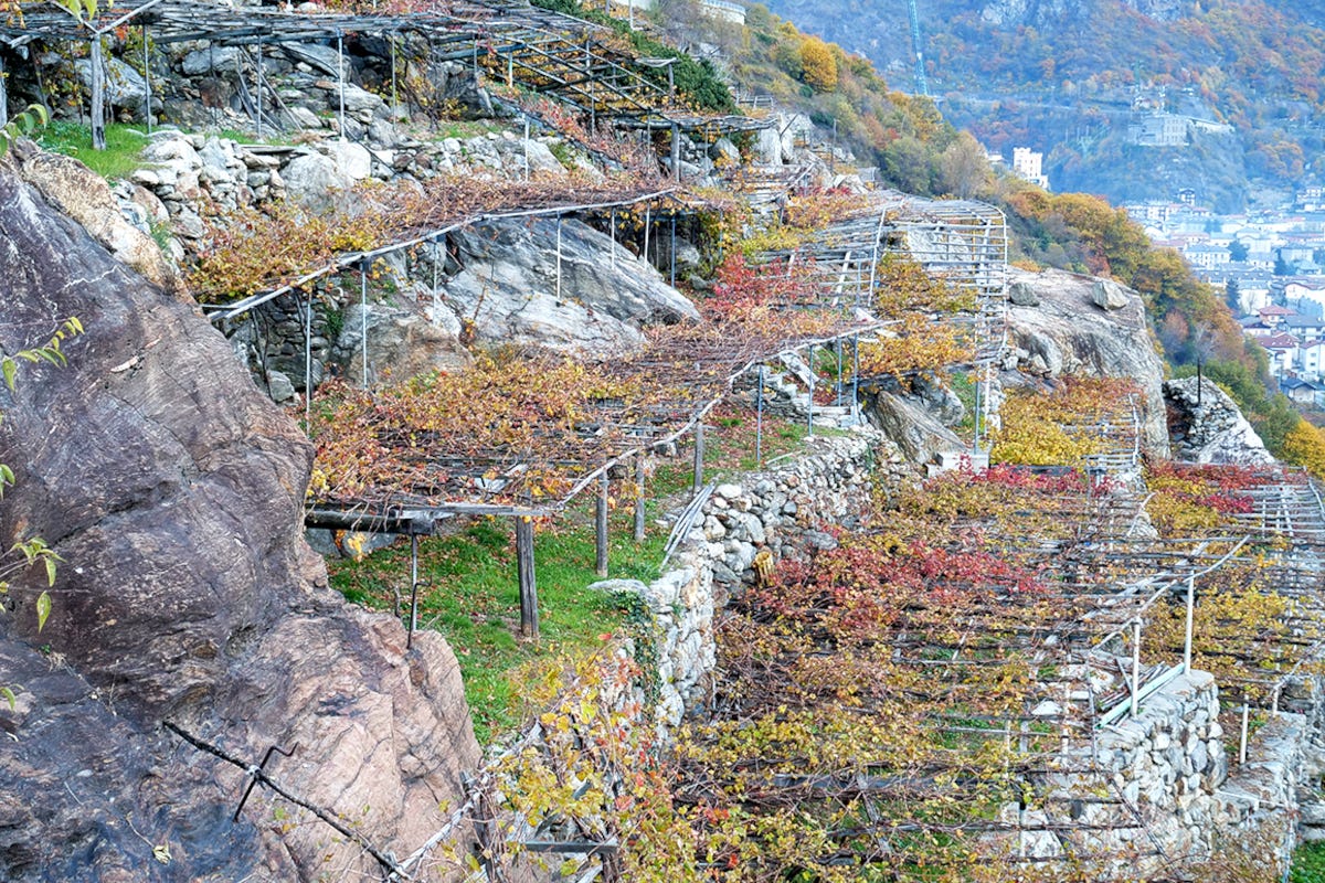 I terrazzamenti in quota Quelle viti abbracciate dai castelli in Valle d’Aosta