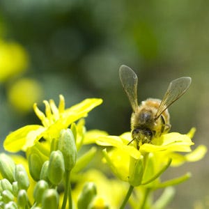 Il miele trova una sua identità 
La mappatura dei pollini dal Dna