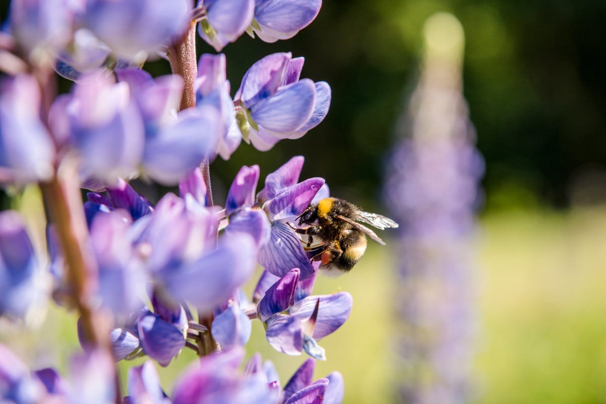 Oltre alle api, a Villa della Pergola si trovano 34 varietà di glicine Miele: un tour in Italia e nel mondo alla scoperta dell'apicoltura