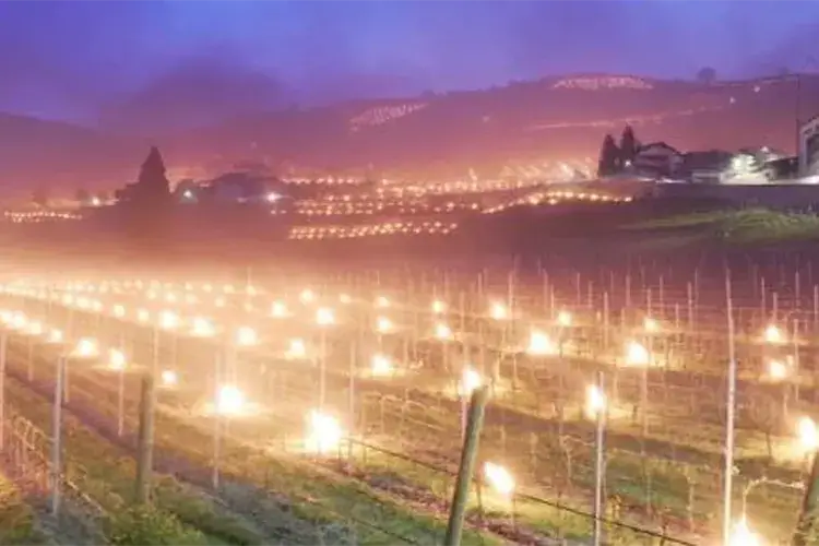 Fuoco di paglia contro le gelate Gelate improvvise nei vigneti Toscana, Veneto e Piemonte ko