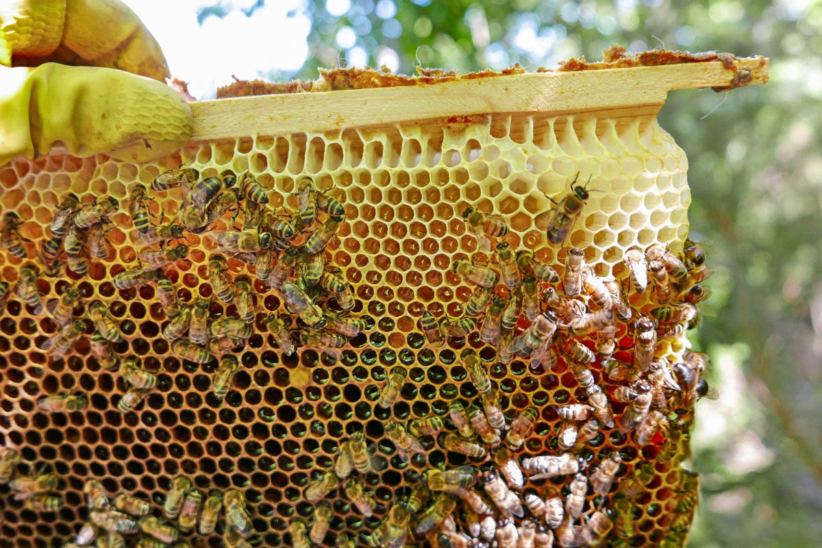Stop dall'Unione Europea a due pesticidi dannosi per le api