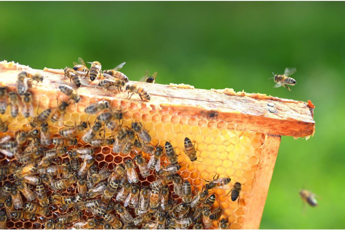 Lombardia, servono interventi urgenti per salvare il miele