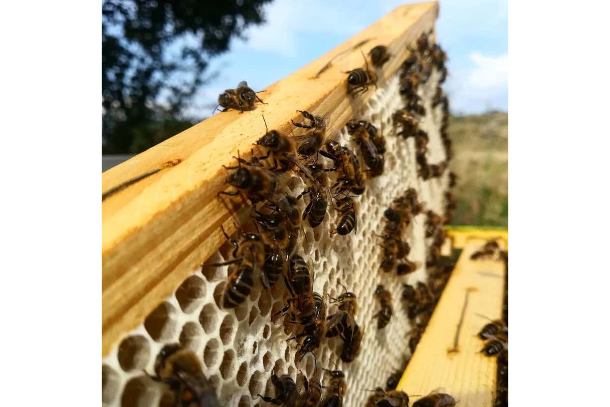 Le Api Nere dell'Etna  Dal pistacchio al miele dalle fragole alle mele: tutto il gusto dell’Etna