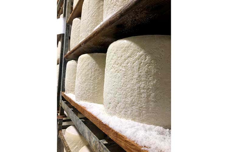 Pecorino Romano Dop in produzione - Un appello dal Pecorino Romano: Comprate i prodotti made in Italy