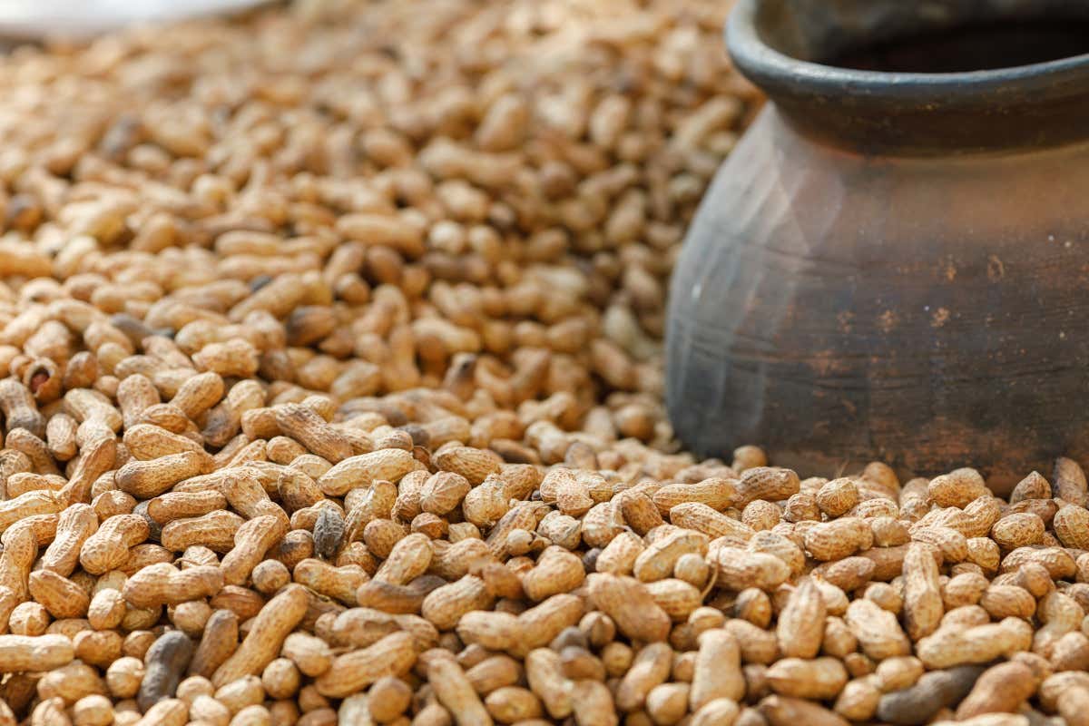 Arachidi, tutto quello che c’è da sapere: origini, proprietà e usi in cucina