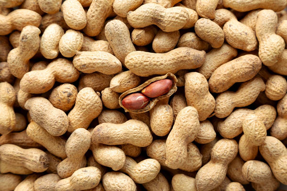 Arachidi, tutto quello che c’è da sapere: origini, proprietà e usi in cucina