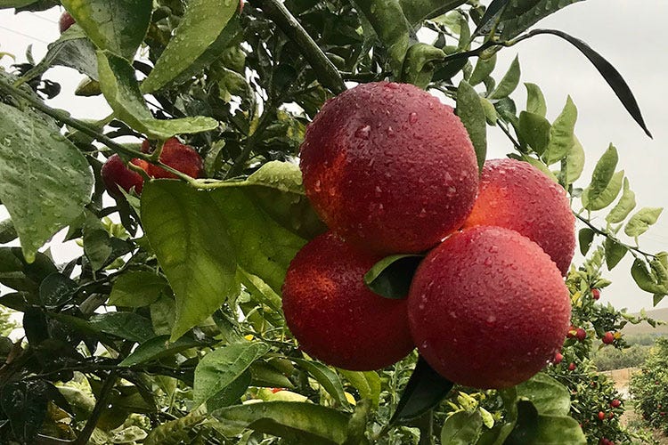 Le arance rosse di La Normanna - Melanzane e zucchine in aumento Preferiti i prodotti confezionati