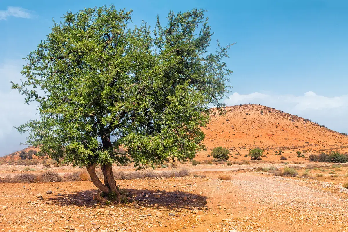 Albero di Argan Boom di gin e burro di karit&egrave;: a rischio le piante selvatiche