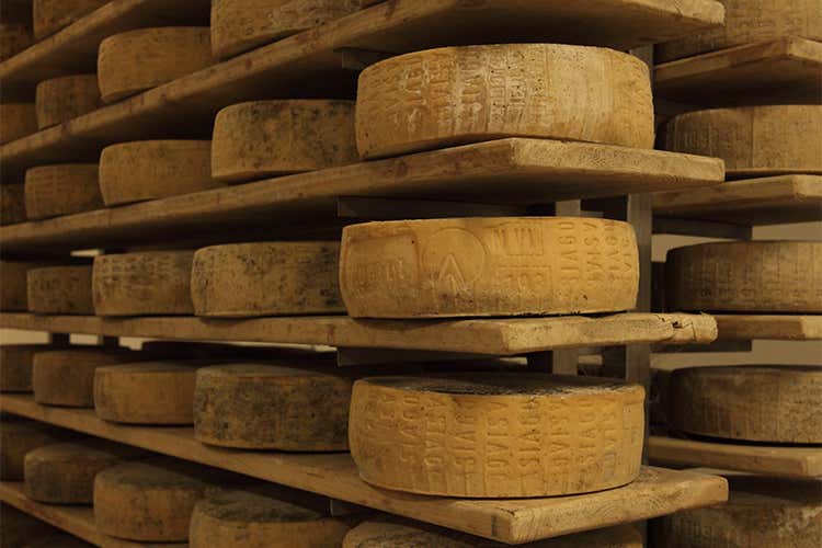 (Fratelli Nicolin, formaggi per passione Tra le eccellenze, l'Asiago Dop)