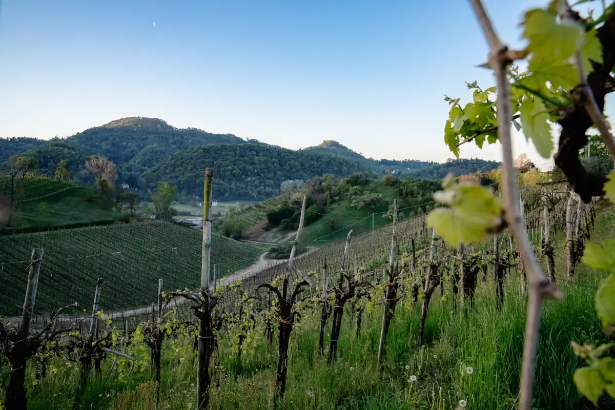 Asolo Prosecco Doc, crescita del 33,4% nel primo quadrimestre del 2022