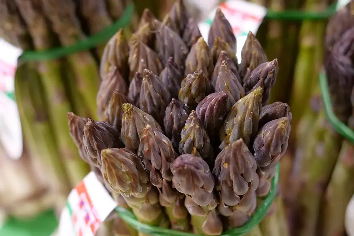 Punte di asparago Per gli asparagi, una stagione di alta qualit&agrave;