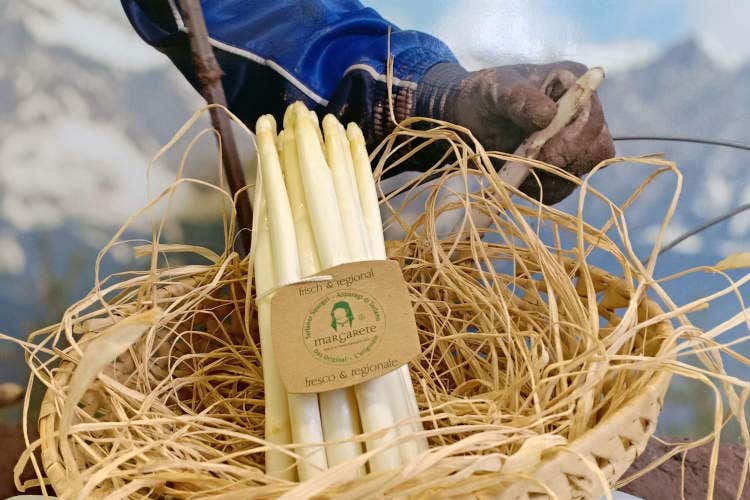 Gli asparagi di Terlano - In Alto Adige tornano gli asparagi Attese 45 tonnellate di Margarete
