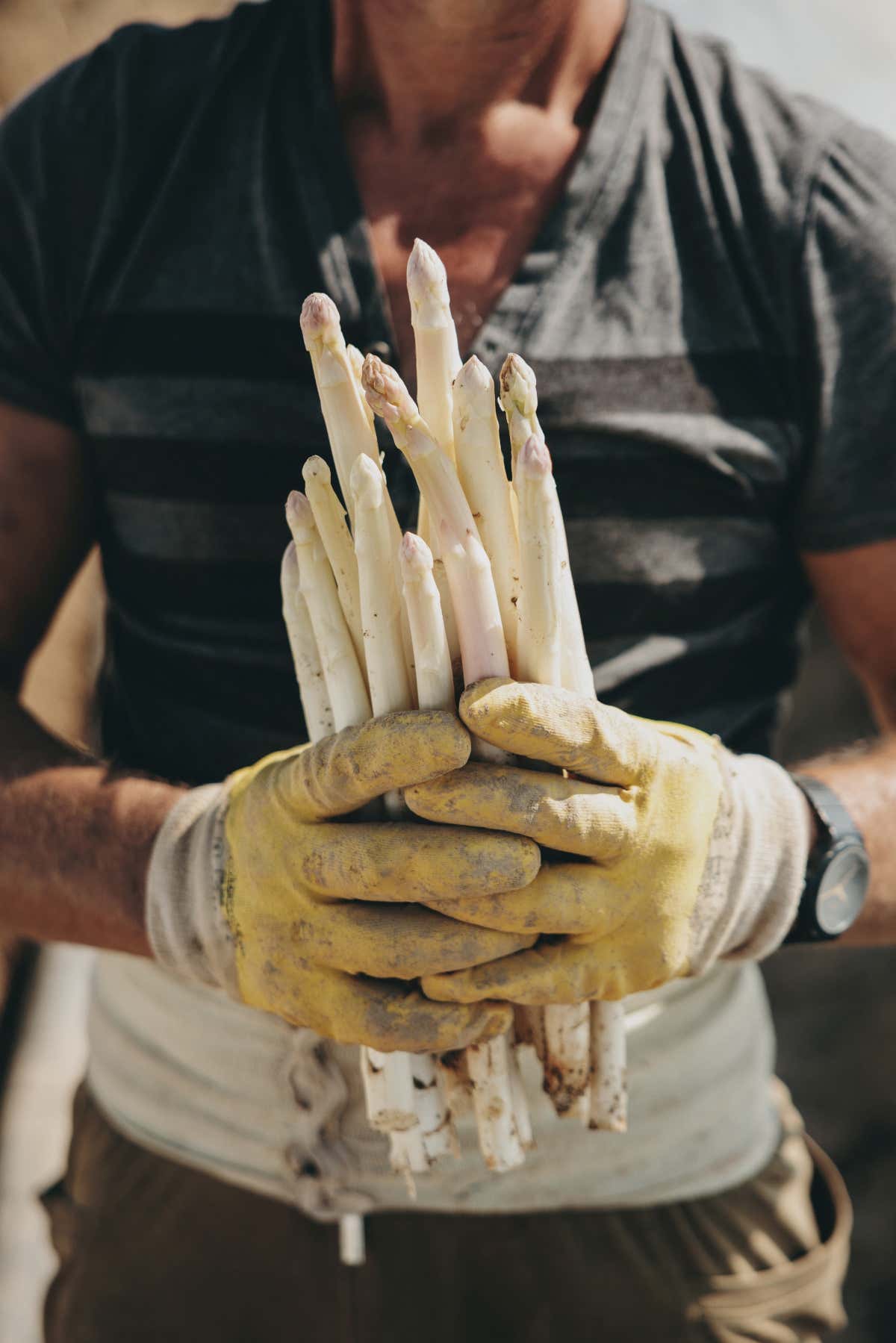 La raccolta degli asparagi richiede precisione e manualità, un gesto antico della tradizione agricola locale