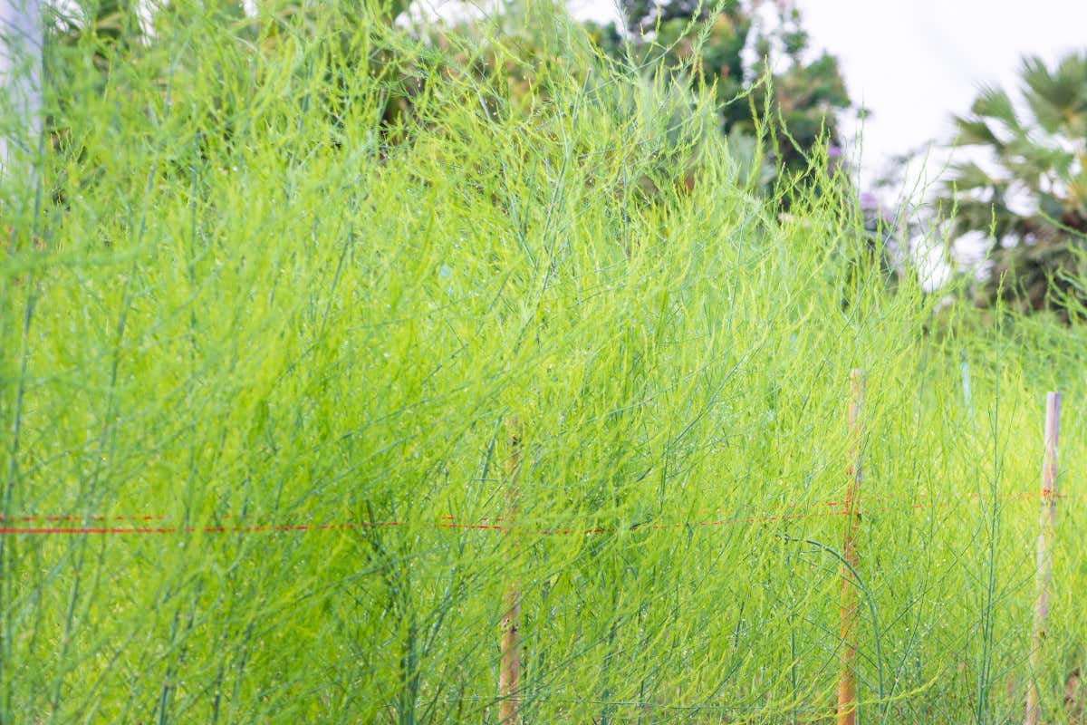 Dal Salento l'esempio di un uso intelligente in cucina delle erbe spontanee