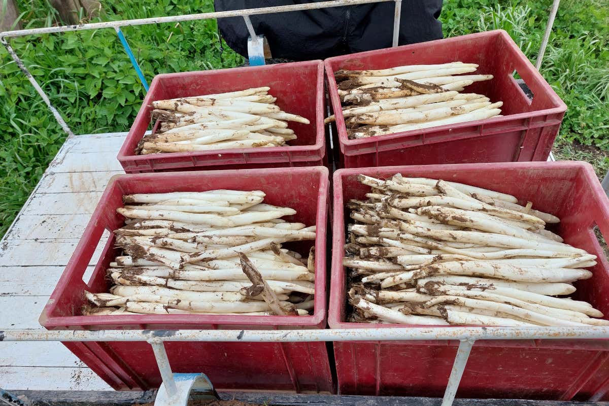 L'asparago bianco di Bassano: storia, caratteristiche e proprietà