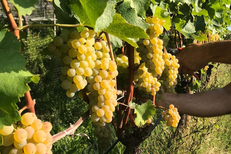 (Associazione Sauvignon Alto Adige Nasce la realtà che promuove il vitigno)