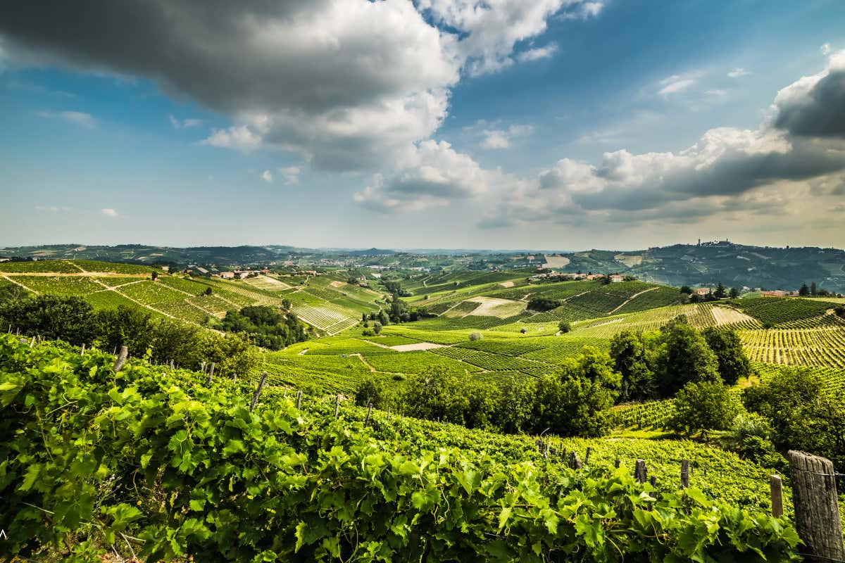Le colline dove si coltiva l'uva moscato bianco che si utilizza per l’Asti Spumante e per il Moscato d’Asti
