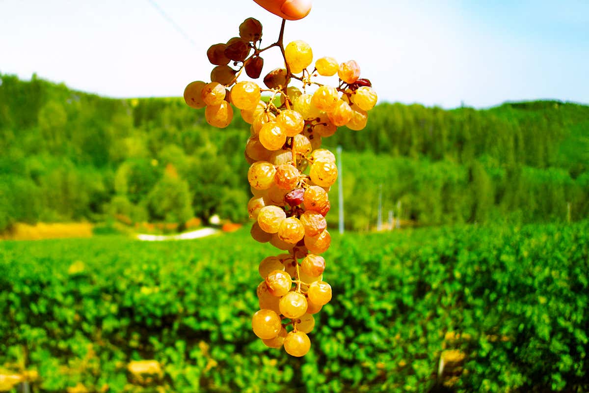Tra Asti Docg, Canelli Docg e Strevi Doc: l’autunno del Moscato Bianco piemontese Tra Asti Docg, Canelli Docg e Strevi Doc: l’autunno del Moscato Bianco piemontese