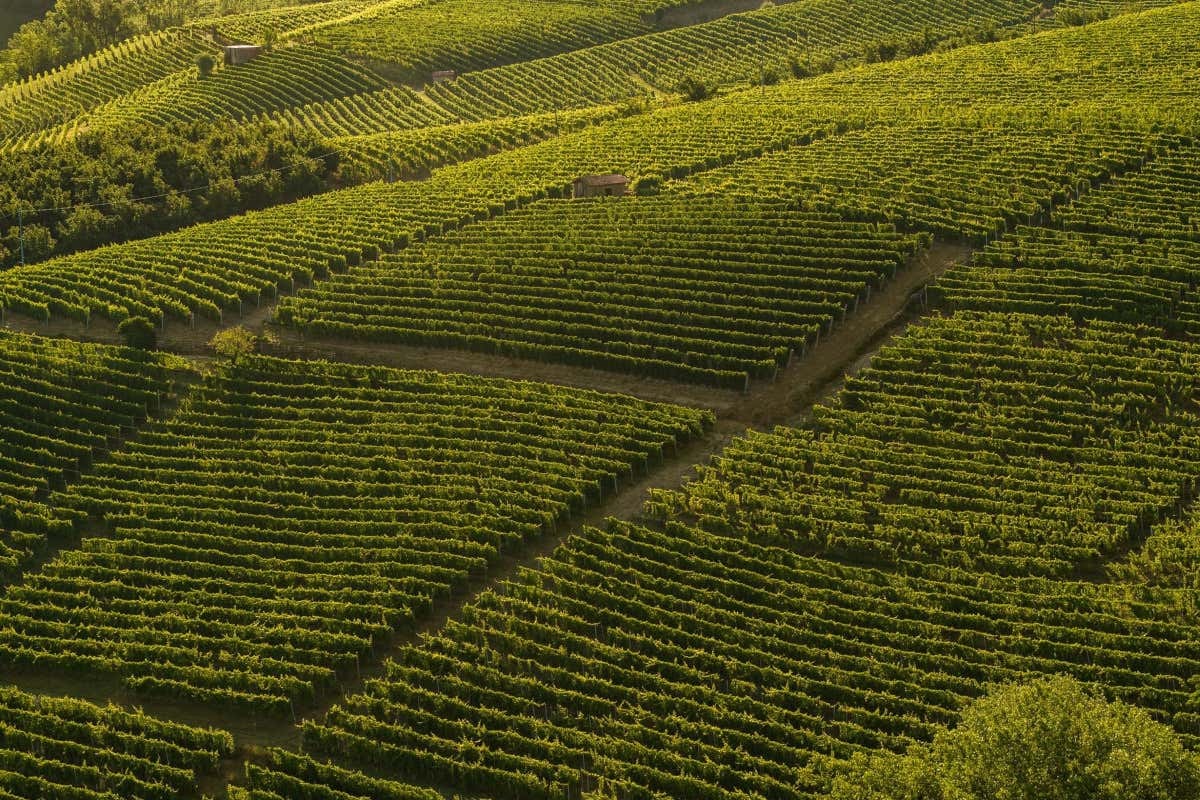 Consorzio Asti Docg, inizia l'era Ricagno: è il nuovo presidente Consorzio Asti Docg, inizia l'era Ricagno: è il nuovo presidente